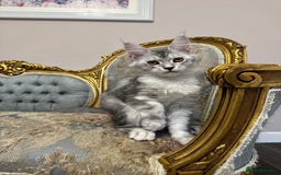 Maine Coon cats for sale: XXL Russian bloodline Maine Coon Kittens 20+Gen!🏆 - Image 10