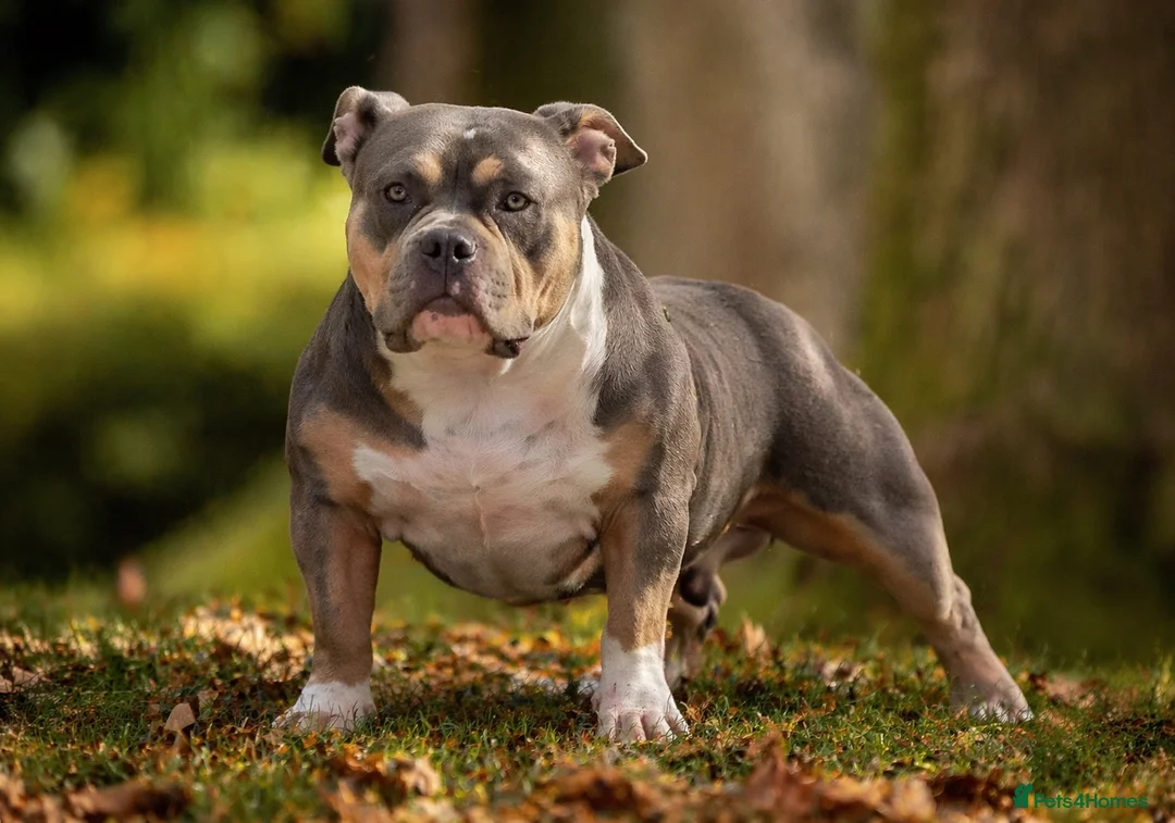 American Bully dogs for sale: Blue tri female pocket bully - Advert 15