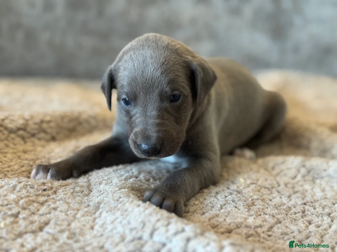 Whippet dogs for sale: KC REGISTERED BLUE SHOW TYPE WHIPPETS - Advert 4