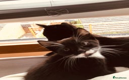 Mixed Breed cats for sale: siamese x siberian tuxedo kittens - Advert 8