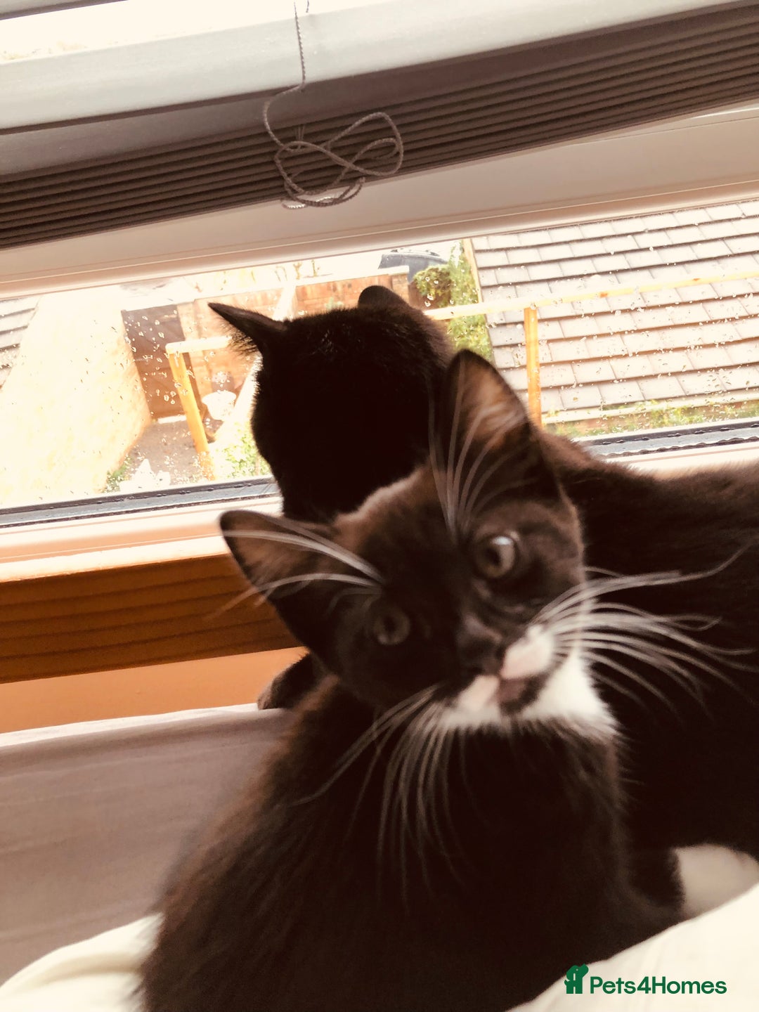 Mixed Breed cats for sale: siamese x siberian tuxedo kittens - Advert 8