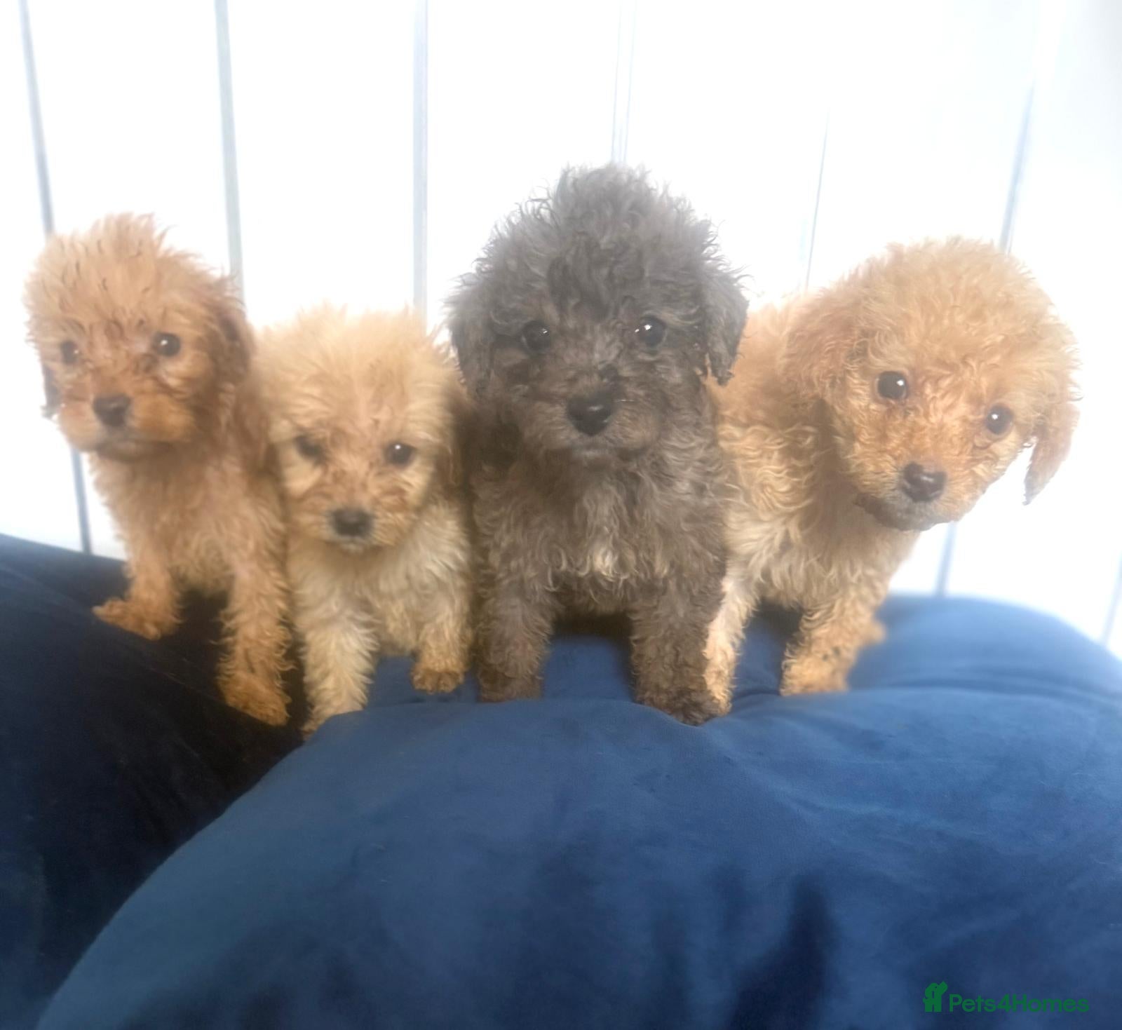 Cockapoo dogs Cockapio puppies  - Advert 3