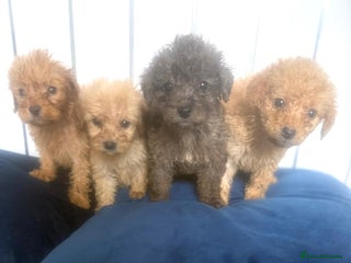 Cockapoo dogs Cockapio puppies - Advert 1