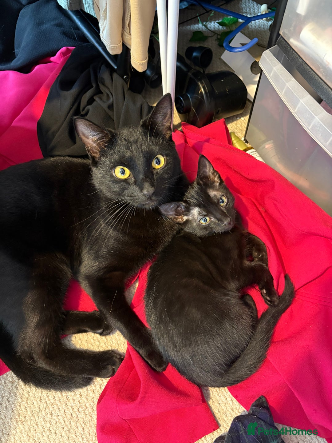 Mixed Breed cats for sale: 2 black sister kittens-bonded pair (£100 together) - Image 5