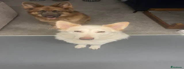 Cas