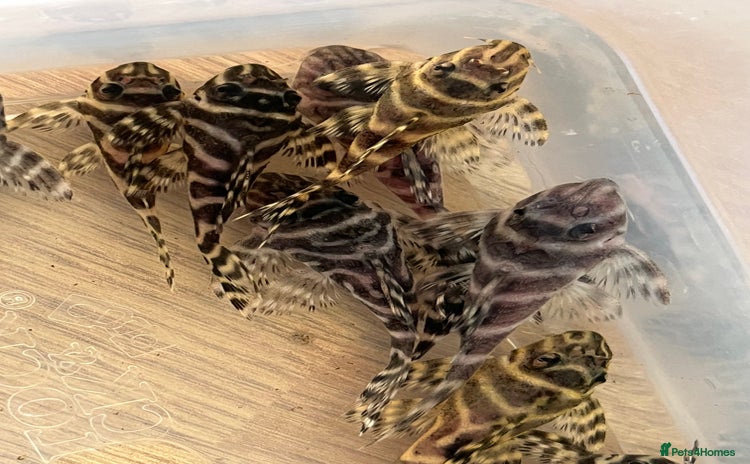Plecos fish - Advert 7