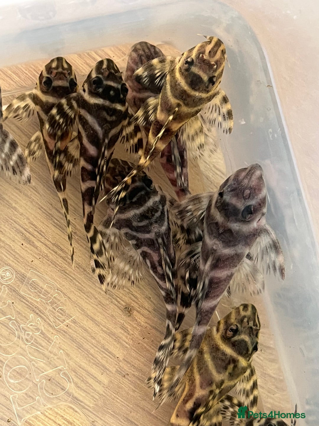 Plecos fish for sale: L333 King Tiger Plecos.  - Image 1