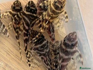 Plecos fish - Advert 27
