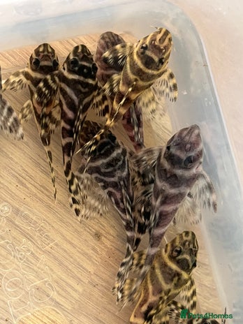 Plecos fish - Advert 7