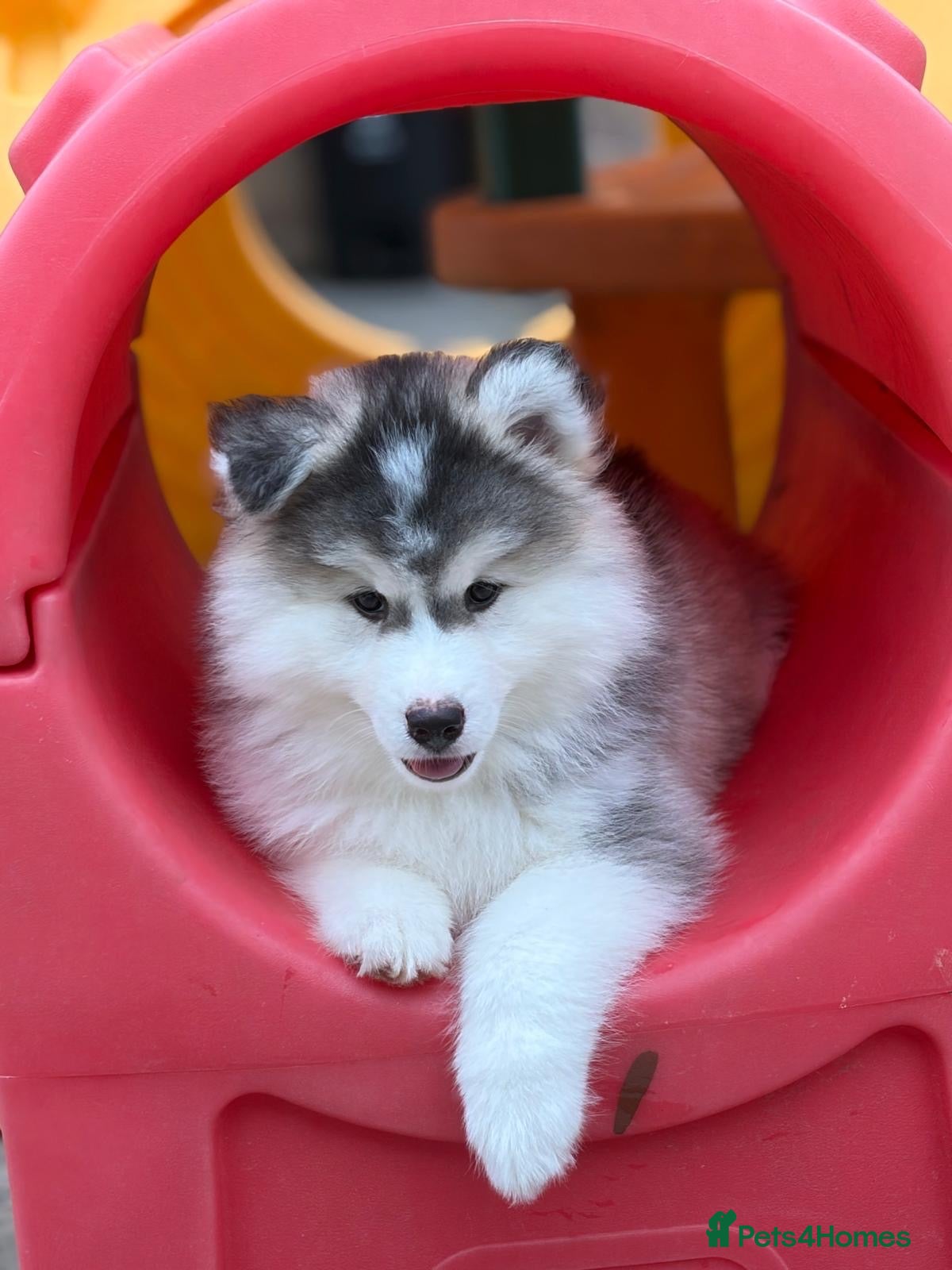 Pomsky dogs Stunning F3 Pomsky Puppies - Advert 1