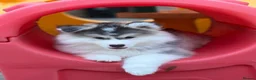 Pomsky dogs for sale: Stunning F3 Pomsky Puppies - Advert 4