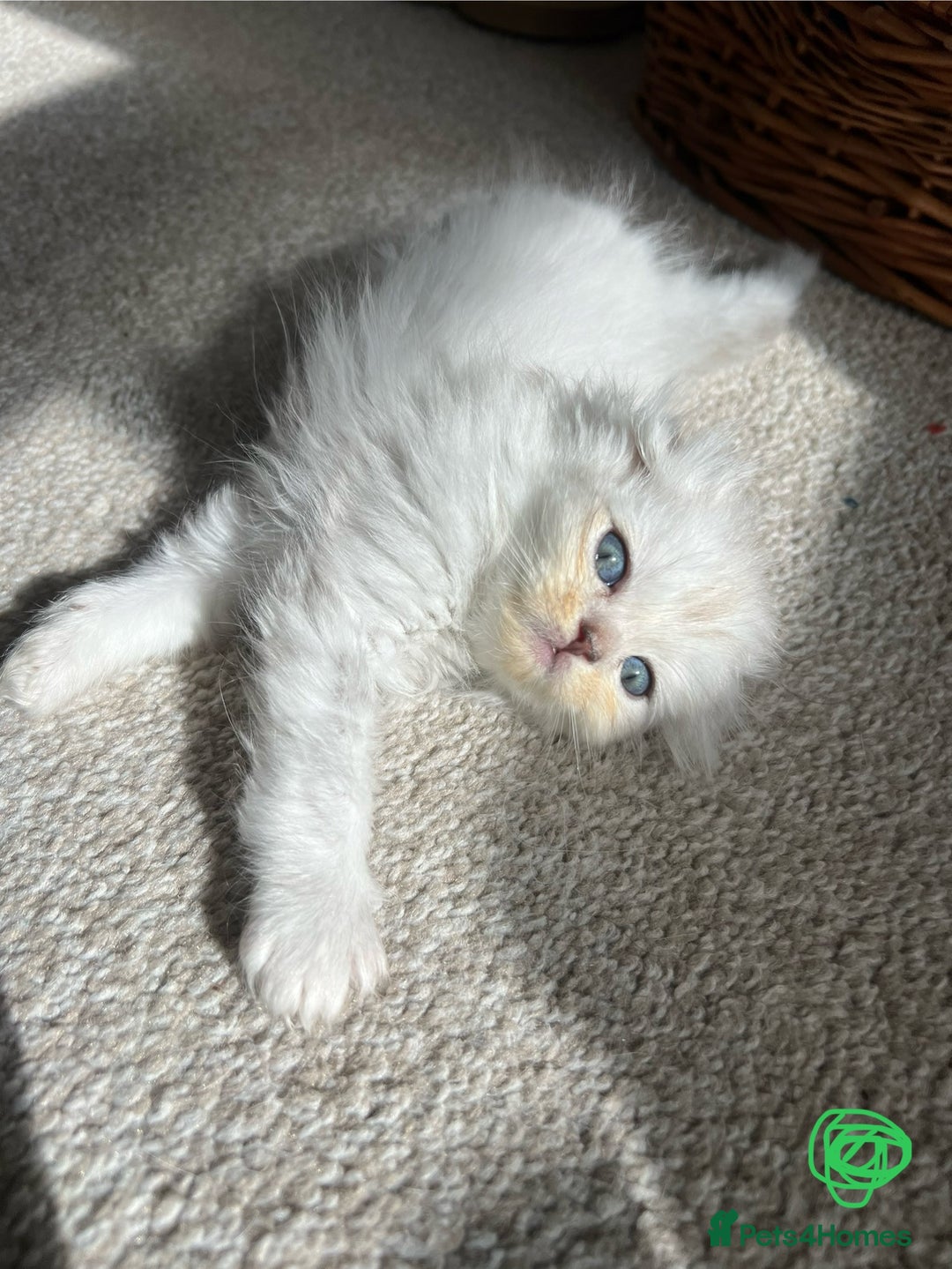 Mixed Breed cats for sale: Scottish fold kittens - Image 6
