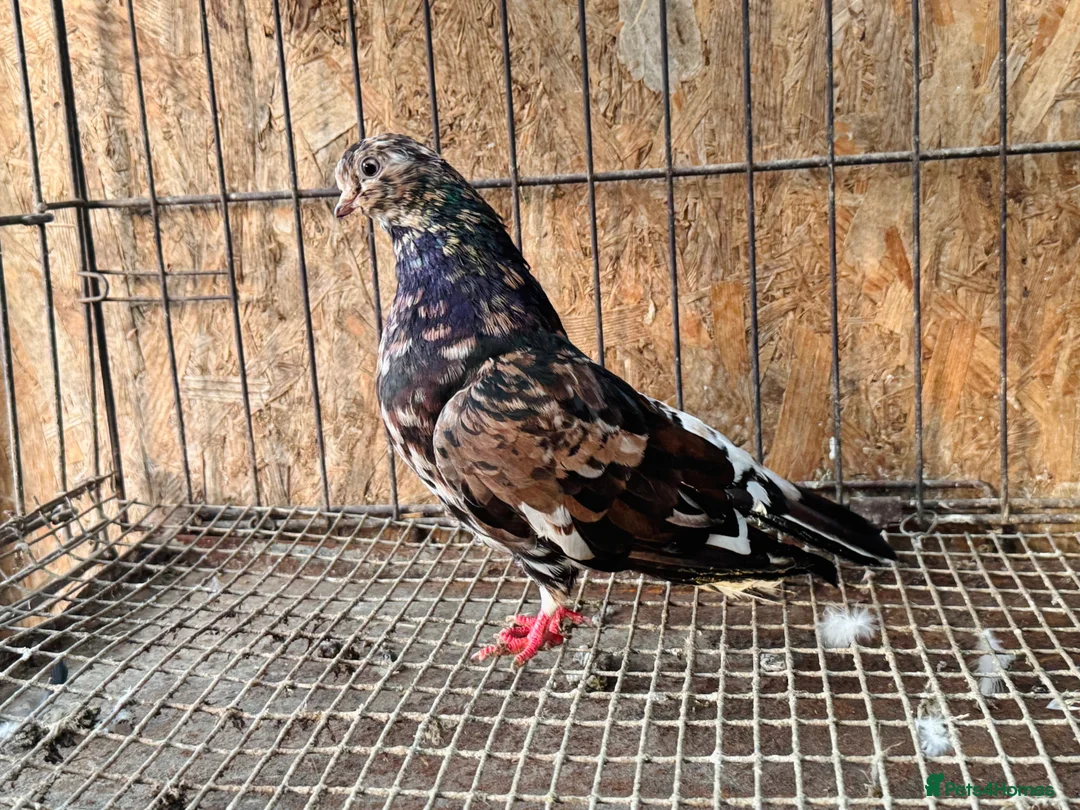 Pigeons birds for sale: RARE COLOUR PORTUGUESE TUMBLER PIGEONS - Advert 8