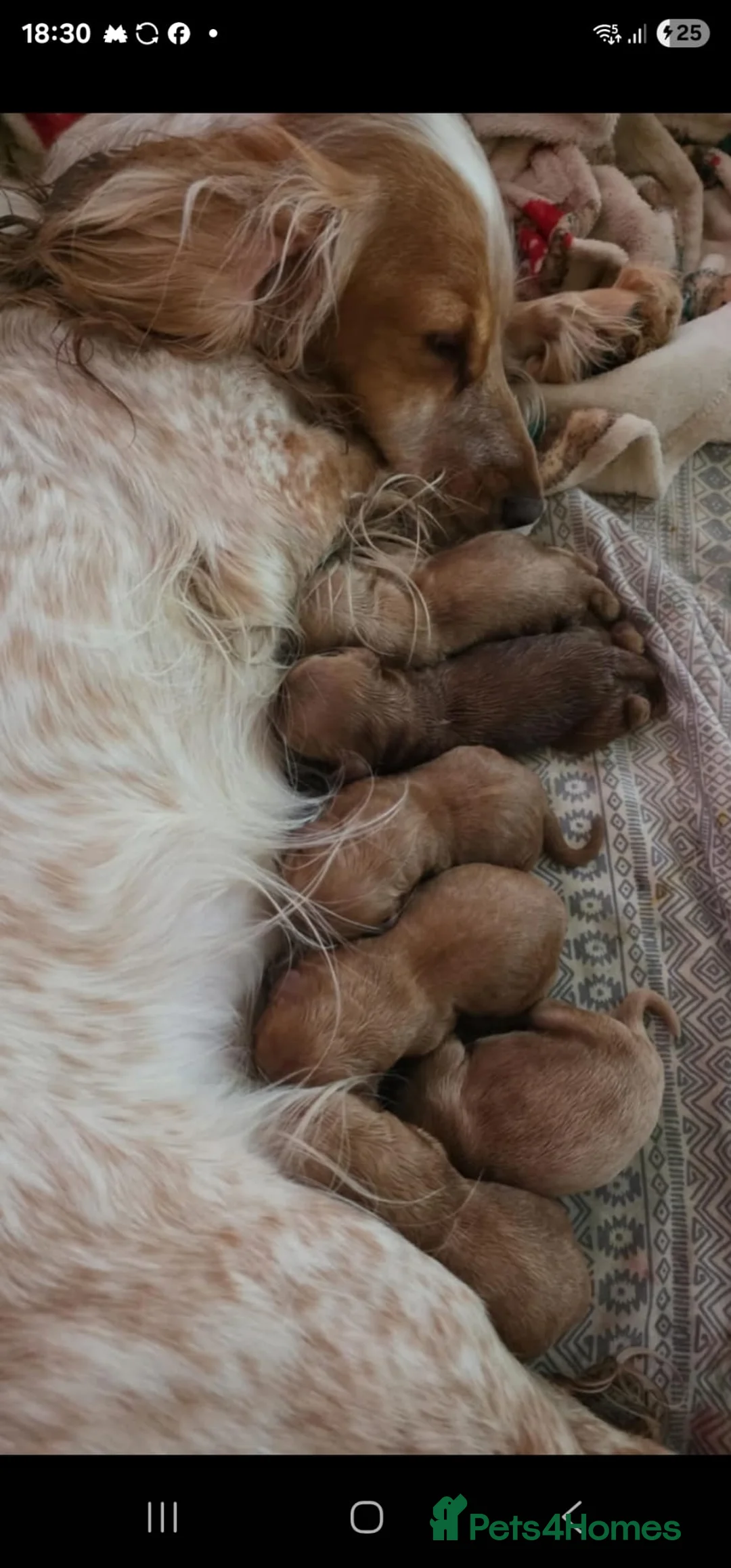 Miniature Poodle dogs for stud: Dark Red Miniature Poodle Stud Package Available in Southampton - Advert 30