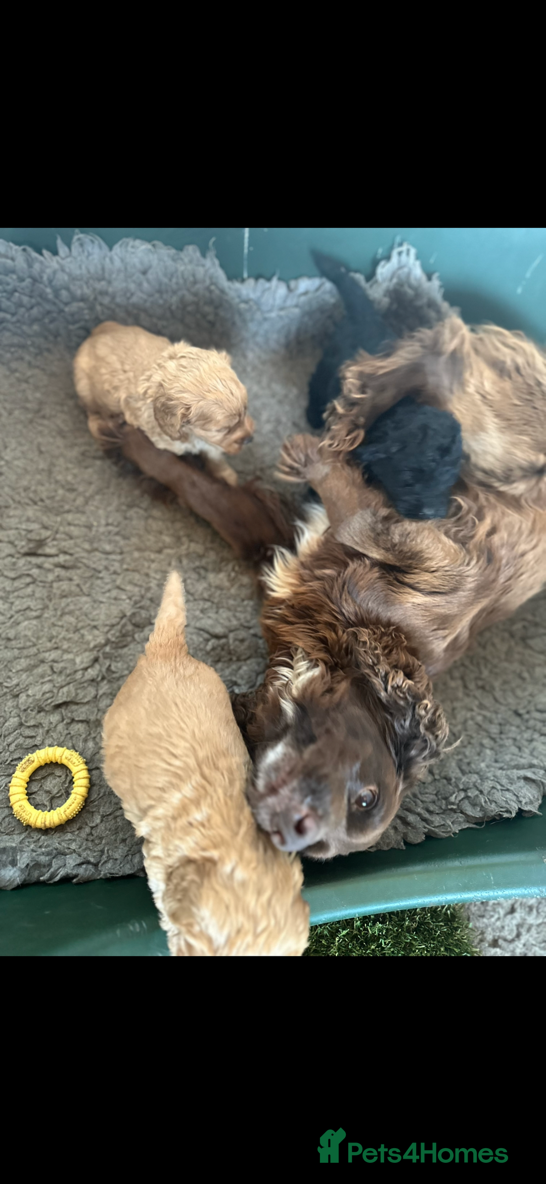 Cockapoo dogs for sale: F1 Cockerpoo pups for sale fully health checked. - Image 6