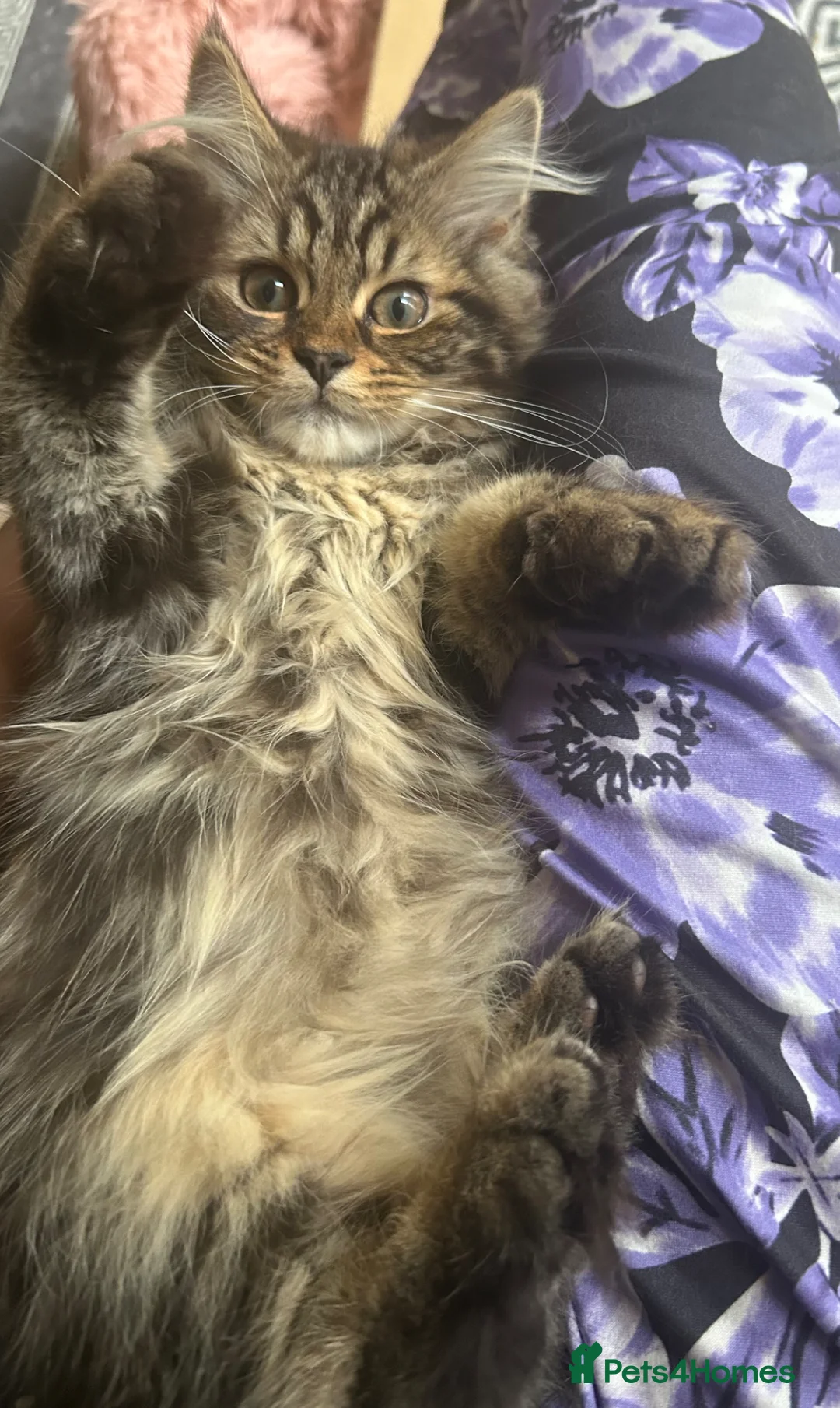 Persian cats for sale: 2 BOYS LEFT  - Advert 2