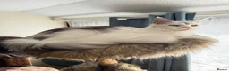 Maine Coon cats for sale: 🐾 Maine Coon Girl Looking for Her Forever Home🐾  - Advert 11