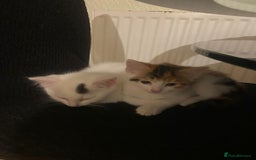 Abyssinian cats for sale: 4 Kitten - Image 2