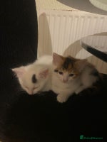 Abyssinian cats - Advert 3