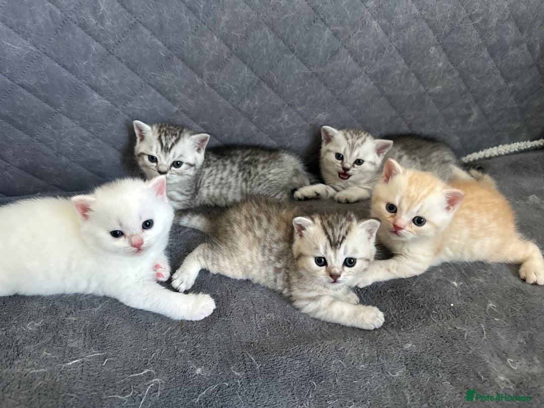 British Shorthair cats for sale: Gorgeous British Longhair & Shorthair Kittens - Advert 40