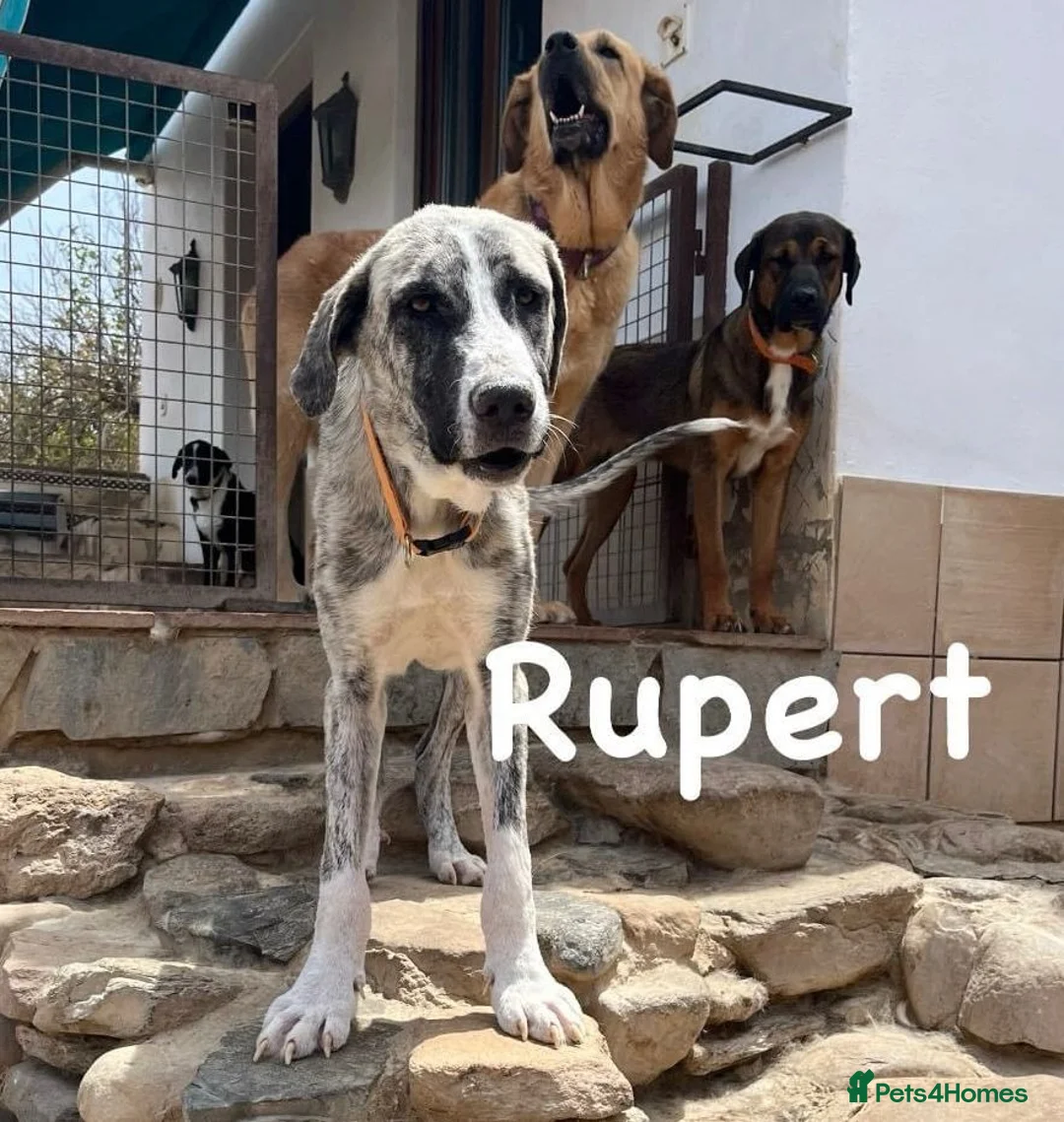 Mixed Breed dogs for adoption: Meet Rupert 😍  - Advert 3