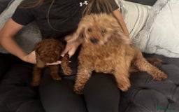 Toy Poodle dogs for sale: Kc reg extremely Heath tested  - Image 2