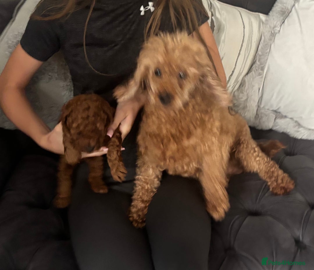Toy Poodle dogs for sale: Kc reg extremely Heath tested  - Image 2