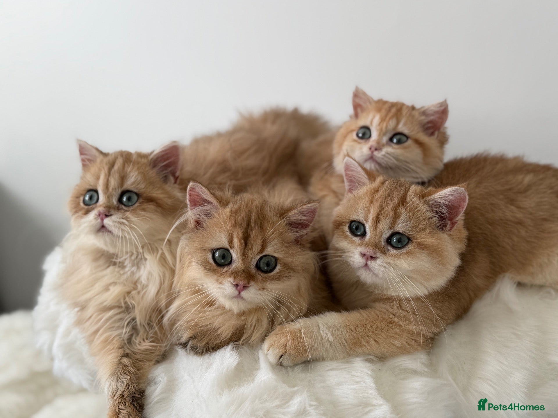 British Longhair cats for sale: British Shorthair or Longhair Godlen kittens  - Advert 1