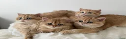 British Longhair cats for sale: British Shorthair or Longhair Godlen kittens  - Advert 1