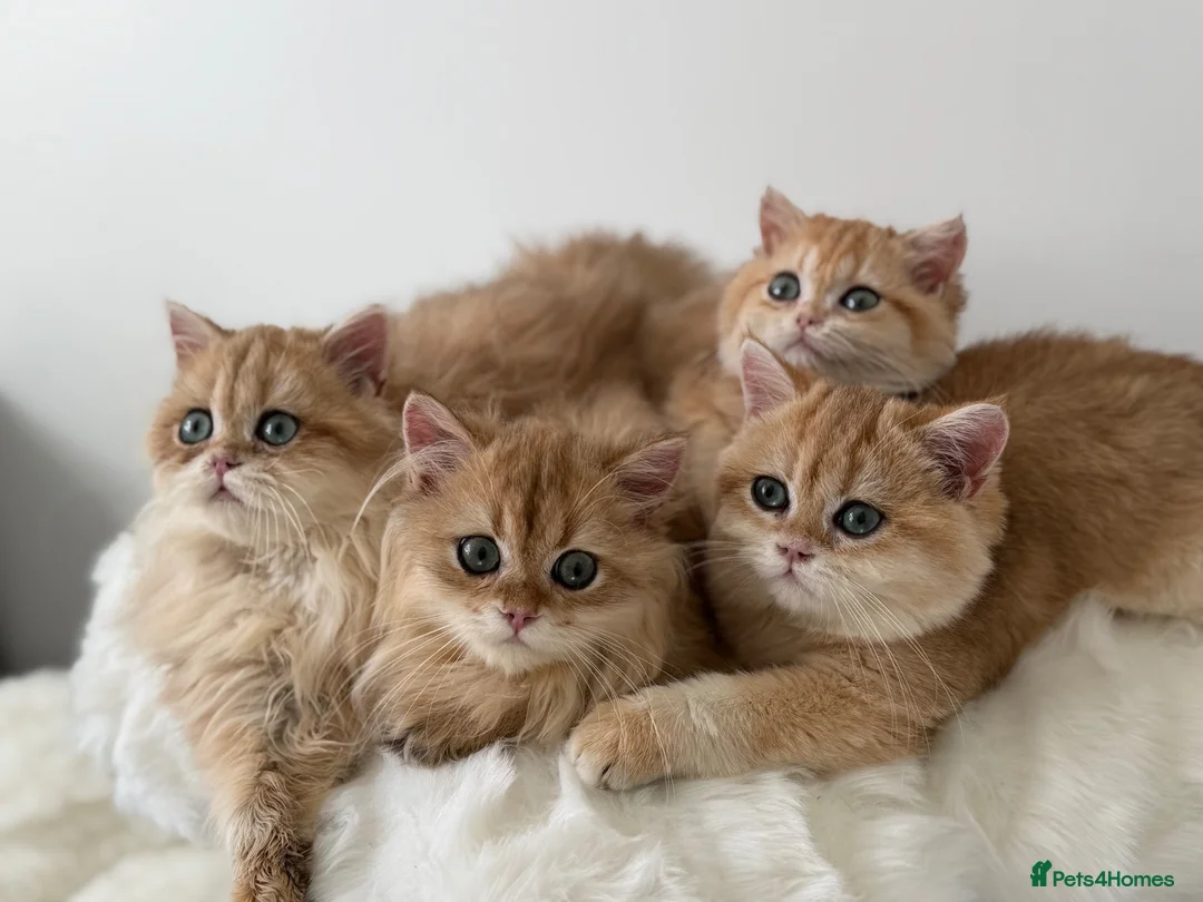 British Longhair cats for sale: British Shorthair or Longhair Godlen kittens  - Advert 1