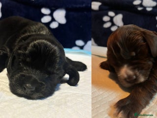 Cocker Spaniel dogs 🐶 COCKER SPANIEL PUPPIES 🐶 - Advert 18