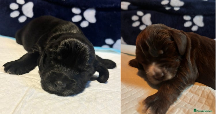 Cocker Spaniel dogs 🐶 COCKER SPANIEL PUPPIES 🐶 - Advert 16