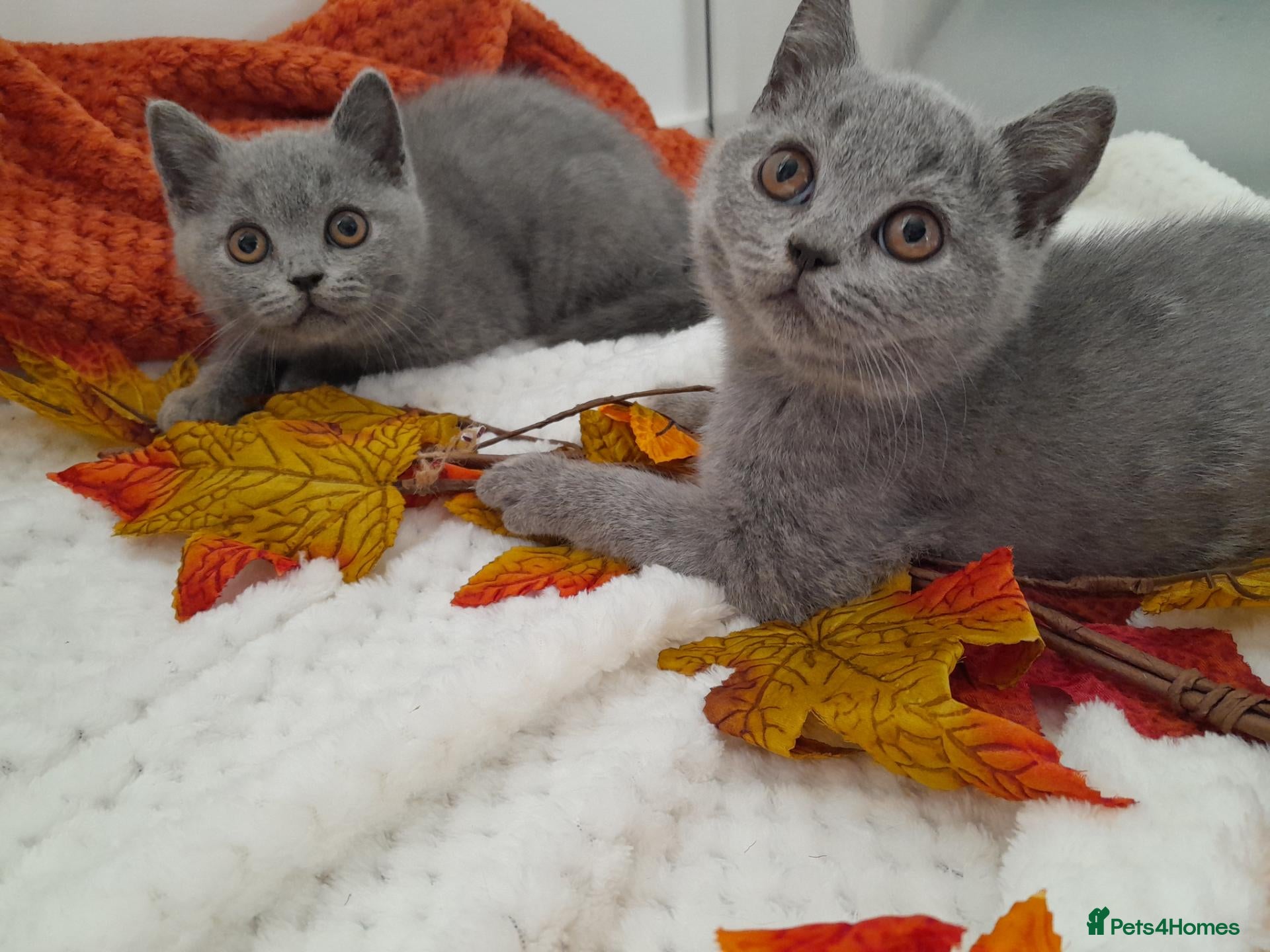British Shorthair cats GCCF British Shorthair Kittens – Blue & Lilac - Advert 1
