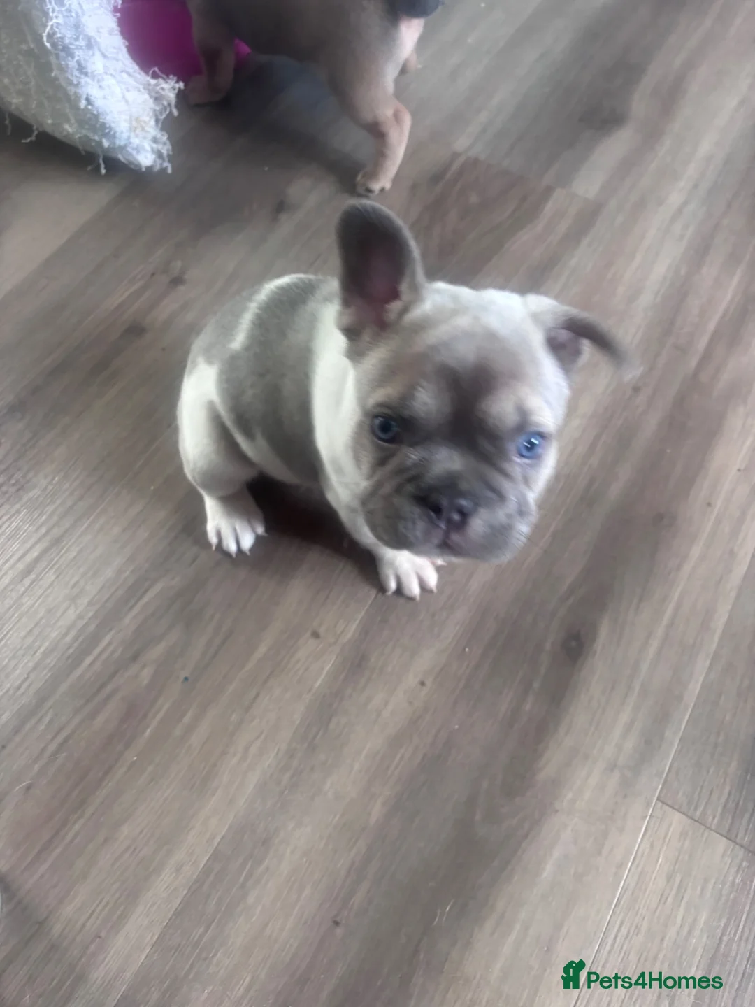 French Bulldog dogs for sale: French bulldog  - Advert 2