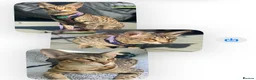 Savannah cats for sale: Savannah F4 girls - Advert 15