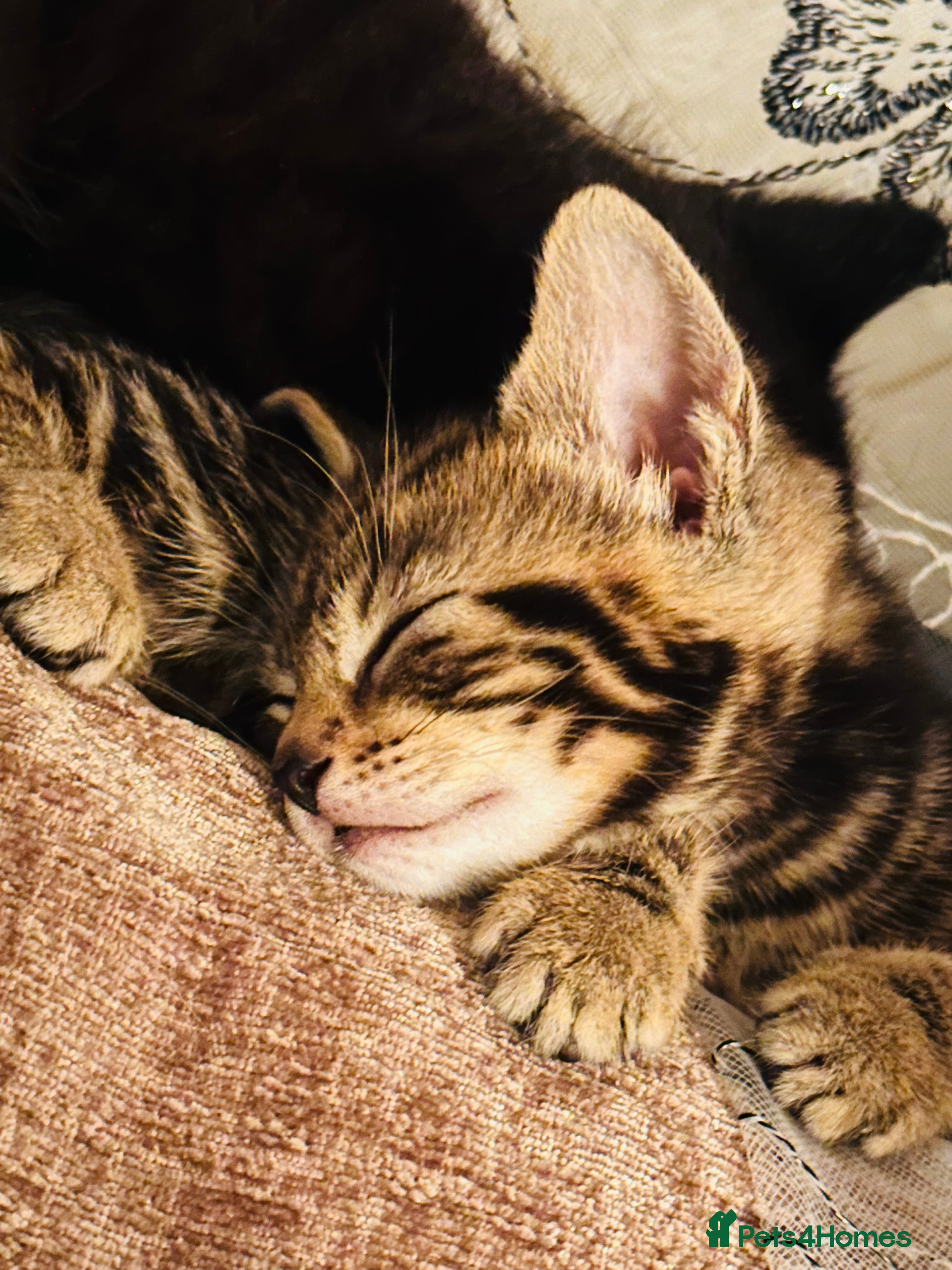 Mixed Breed cats Kittens for sale  - Advert 2