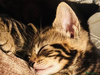 Mixed Breed cats Kittens for sale - Advert 2