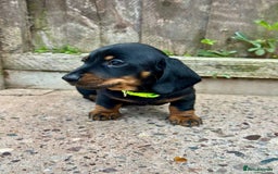 Miniature Dachshund dogs for sale: Miniature Smooth-Haired Dachshunds  - Image 19