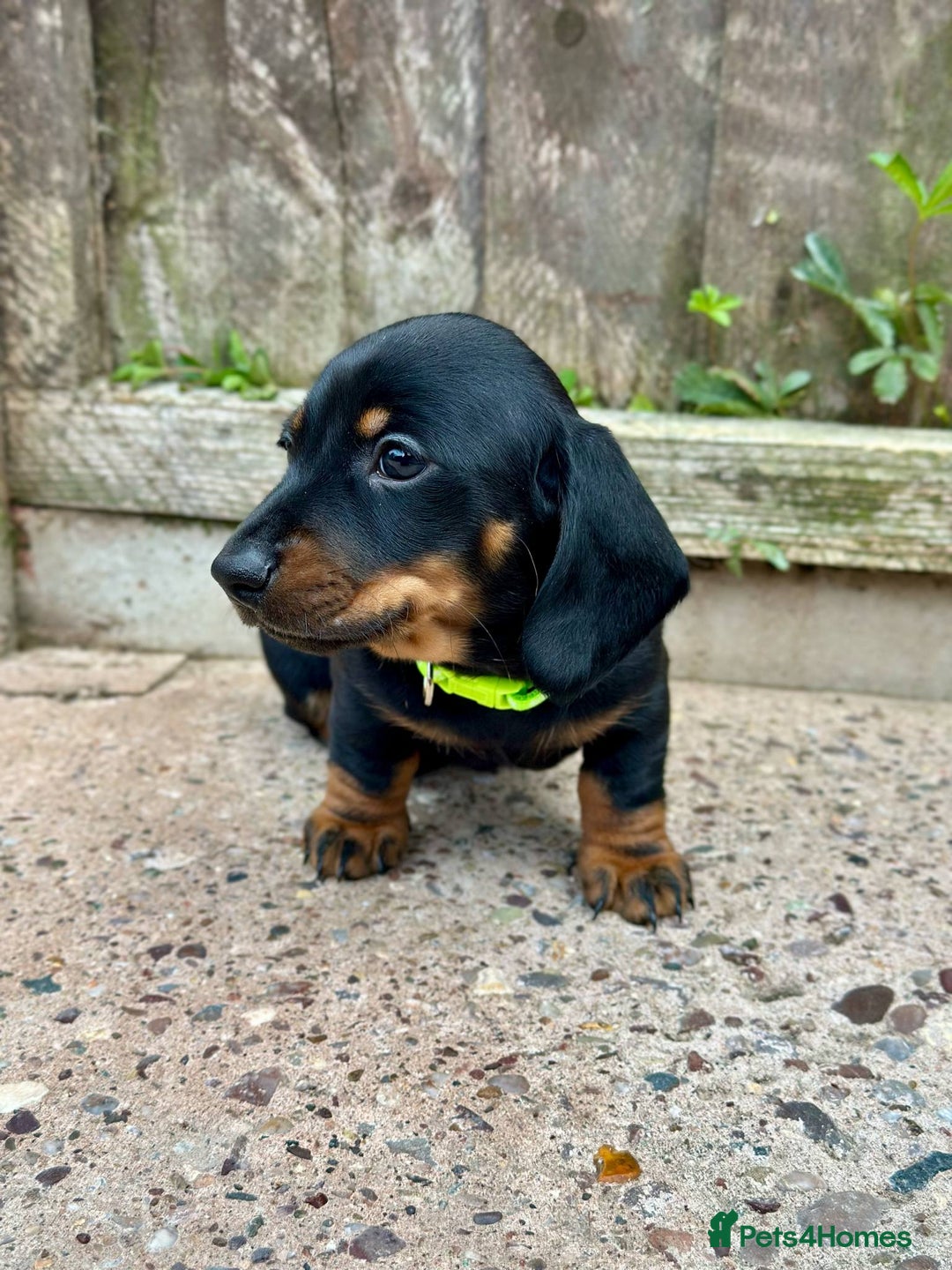 Miniature Dachshund dogs for sale: Miniature Smooth-Haired Dachshunds  - Image 19