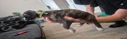 Mixed Breed dogs for sale: Presa Canario/ Mixed mastiff in Sheffield - Advert 7