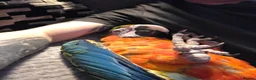 Macaws birds for sale: HARLEQUIN MACAW in Bolton - Advert 1