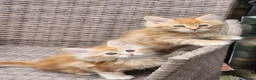 Maine Coon cats for sale: Maine Coon ginger Ready Now!! Absolutely gorgeous! - Advert 11