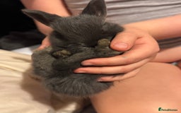 Dwarf Lop rabbits for sale: VERY Friendly lop rabbits - ready now!!  - Image 1