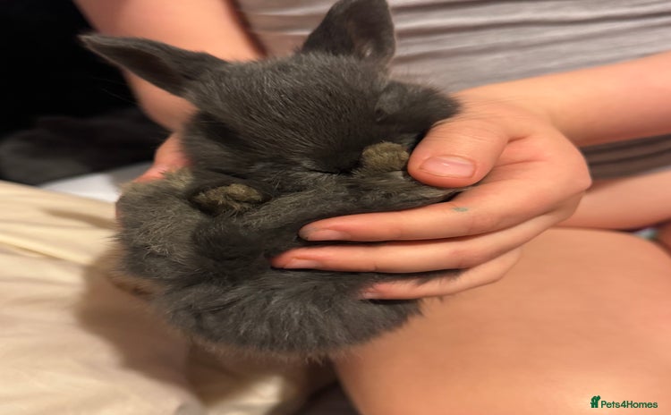 Dwarf Lop rabbits - Advert 1