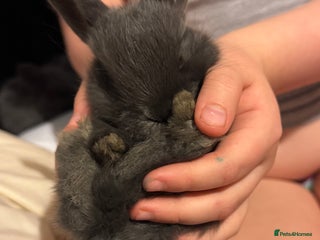 Dwarf Lop rabbits - Advert 2