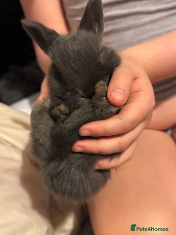 Dwarf Lop rabbits - Advert 1