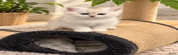 Scottish Fold cats for sale: stunning Scottish Fold and  Straight kittens - Advert 17