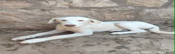 Mixed Breed dogs for adoption: Belce is a five month old Macedonian Rescue - Advert 10