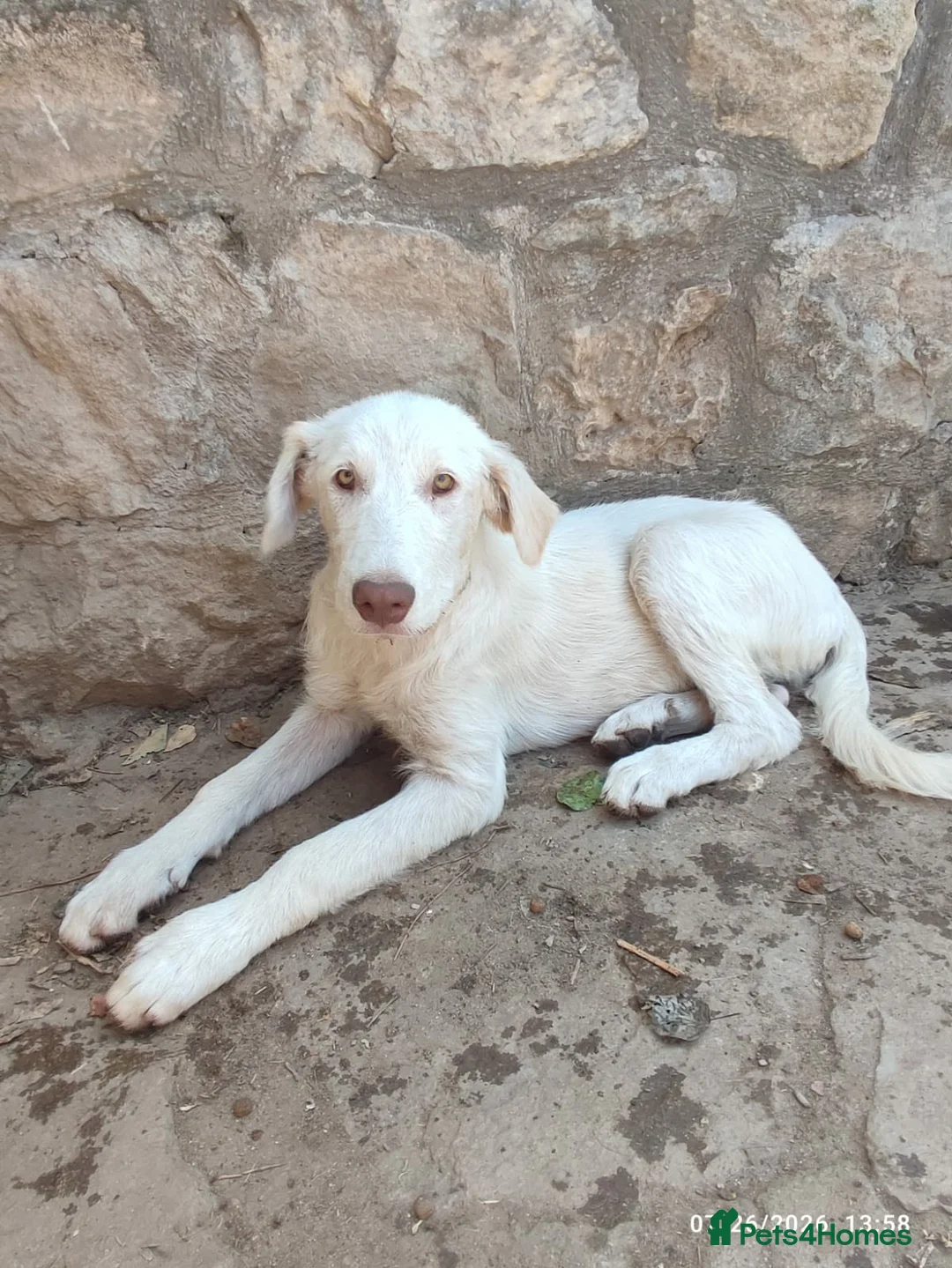 Mixed Breed dogs for adoption: Belce is a five month old Macedonian Rescue - Advert 10