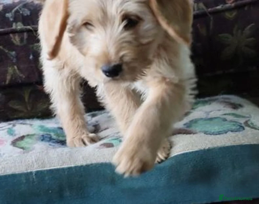 Labradoodle dogs for sale: Standard Labradoodle Puppies F3 - Advert 6